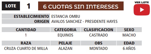 LOTE 01 // EQUINO