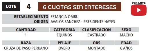 LOTE 04 // EQUINOS