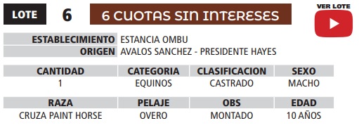 LOTE 06 // EQUINO