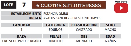 LOTE 07 // EQUINO