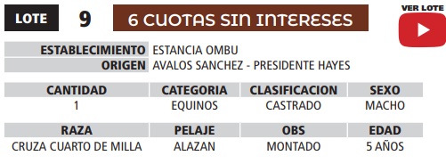LOTE 09 // EQUINO