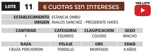 LOTE 11 // EQUINO
