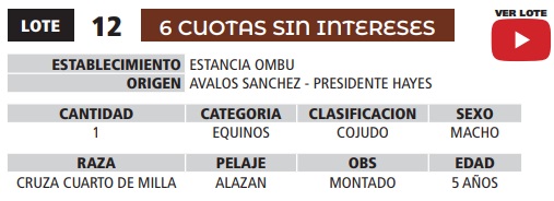 LOTE 12 // EQUINO