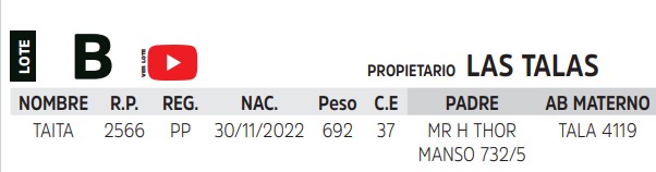 TOROS REPRODUCTORES LOTE B