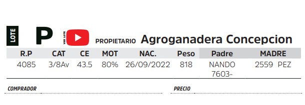 TOROS REPRODUCTORES LOTE P