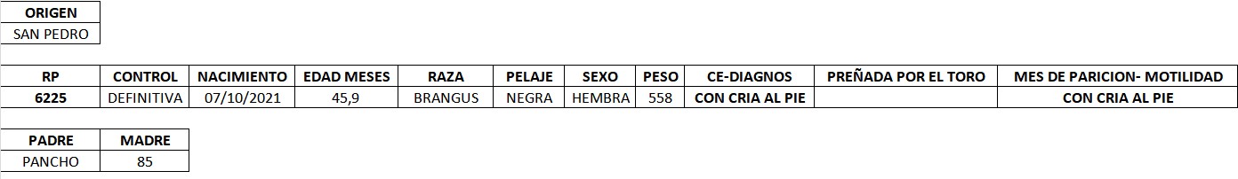LOTE 15 - VAQUILLAS PREÑADAS REGISTRADAS