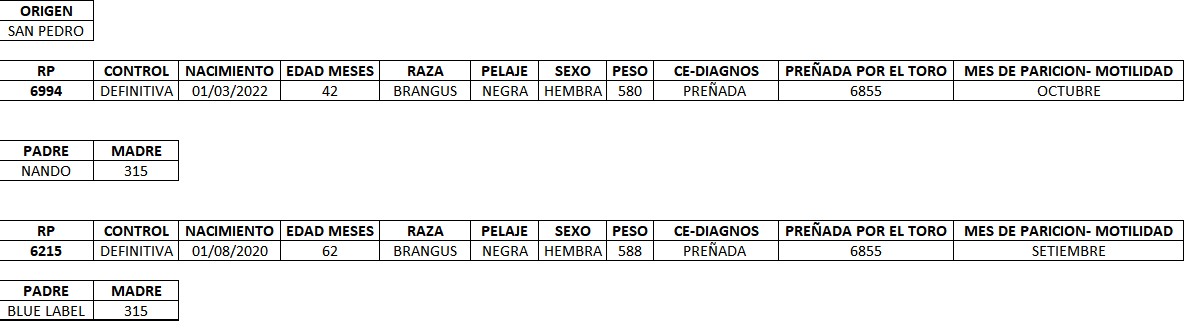 LOTE 11 - VACAS PREÑADAS