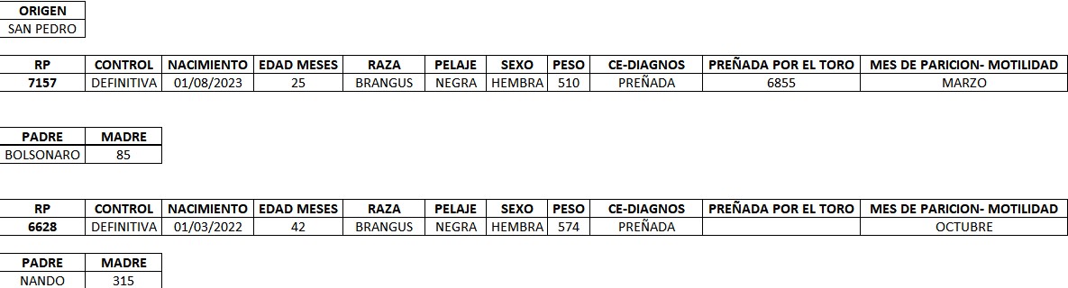 LOTE 13 - VACAS PREÑADAS