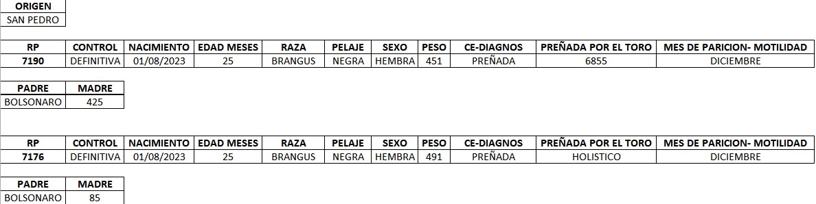 LOTE 14 - VACAS PREÑADAS