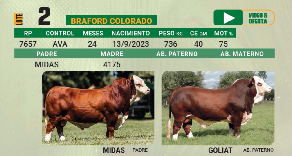 LOTE 02 - TORO BRAFORD
