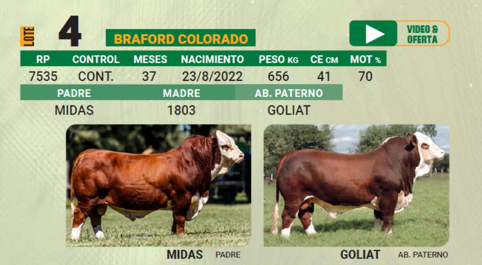 LOTE 04 - TORO BRAFORD