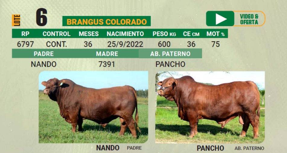 LOTE 06 - TORO BRANGUS COLORADO