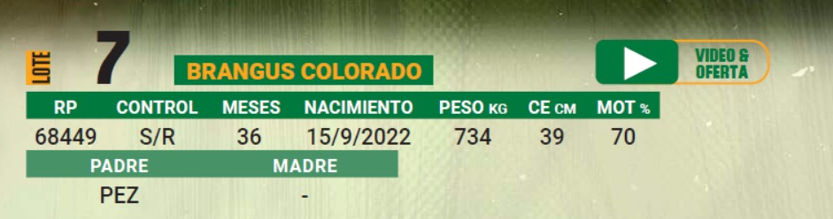 LOTE 07 - TORO BRANGUS COLORADO