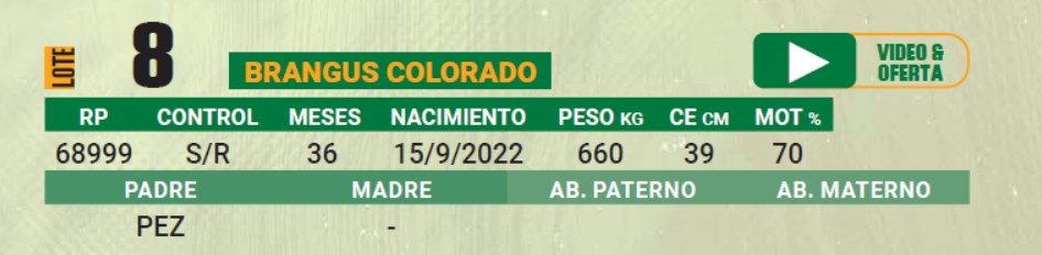 LOTE 08 - TORO BRANGUS COLORADO