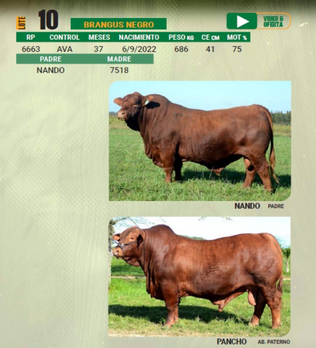 LOTE 10 - TORO BRANGUS NEGRO