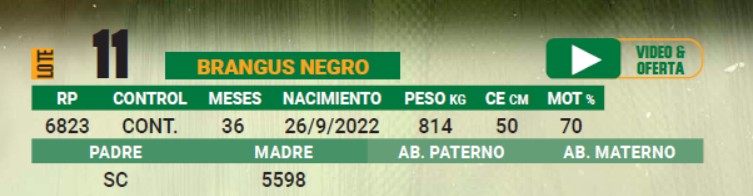 LOTE 11 - TORO BRANGUS NEGRO