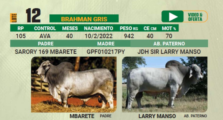 LOTE 12 - TORO BRAHMAN