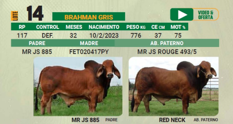 LOTE 14 - TORO BRAHMAN