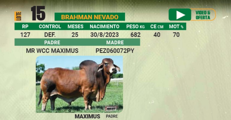 LOTE 15 - TORO BRAHMAN