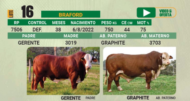 LOTE 16 - TORO BRAFORD