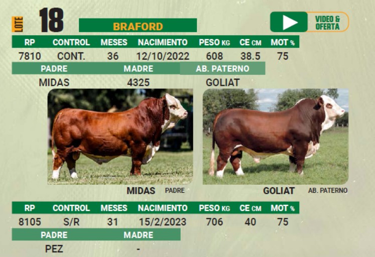 LOTE 18 - TORO BRAFORD