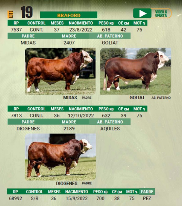 LOTE 19 - TORO BRAFORD