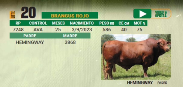 LOTE 20 - TORO BRANGUS COLORADO