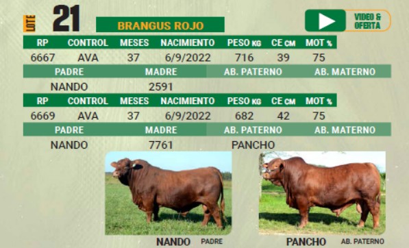 LOTE 21 - TORO BRANGUS COLORADO
