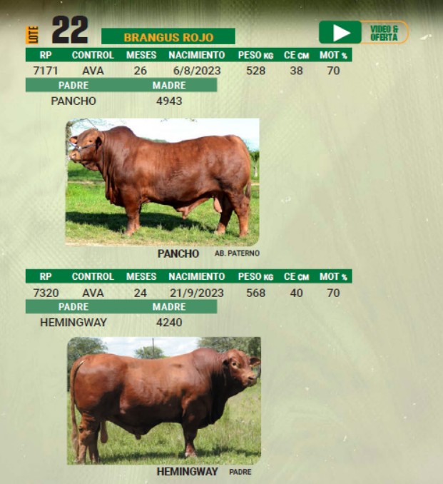 LOTE 22 - TORO BRANGUS COLORADO