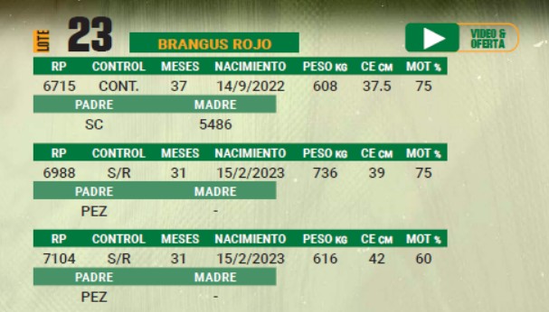 LOTE 23 - TORO BANGUS COLORADO