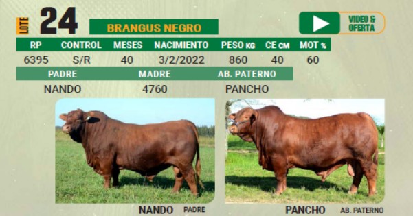 LOTE 24 - TORO BRANGUS NEGRO