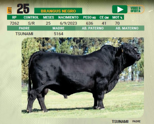 LOTE 25 - TORO BRANGUS NEGRO
