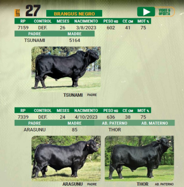 LOTE 27 - TORO BRANGUS NEGRO