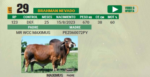LOTE 29 - TORO BRAHMAN