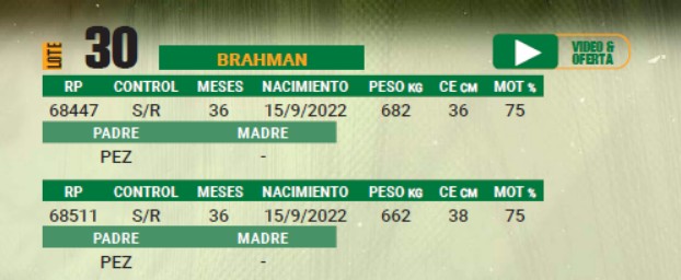 LOTE 30 - TORO BRAHMAN