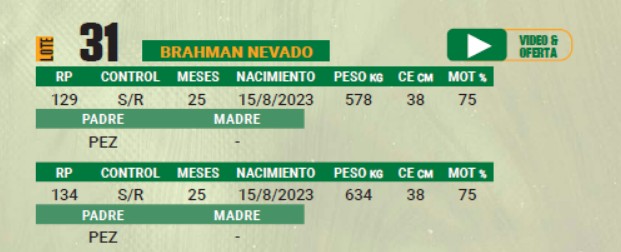 LOTE 31 - TORO BRAHMAN
