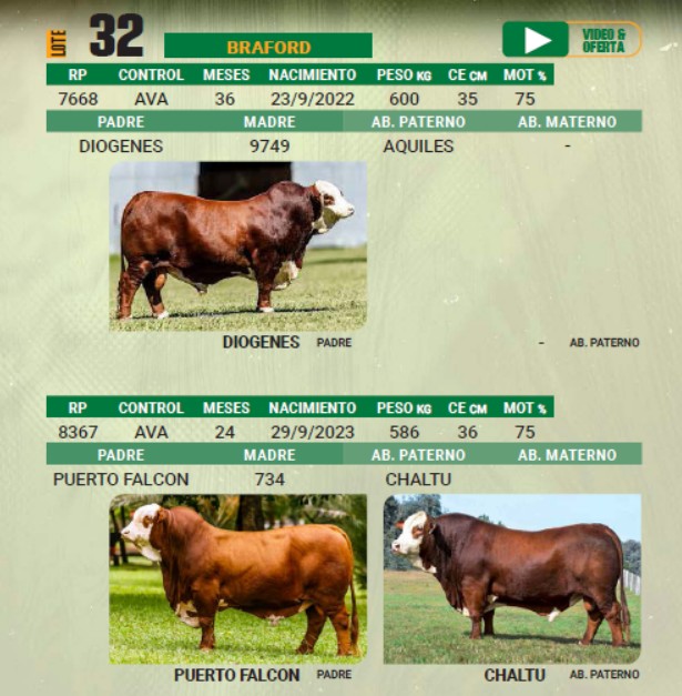 LOTE 32 - TORO BRAFORD