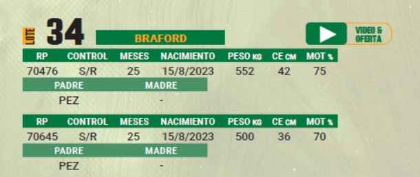 LOTE 34 - TORO BRAFORD