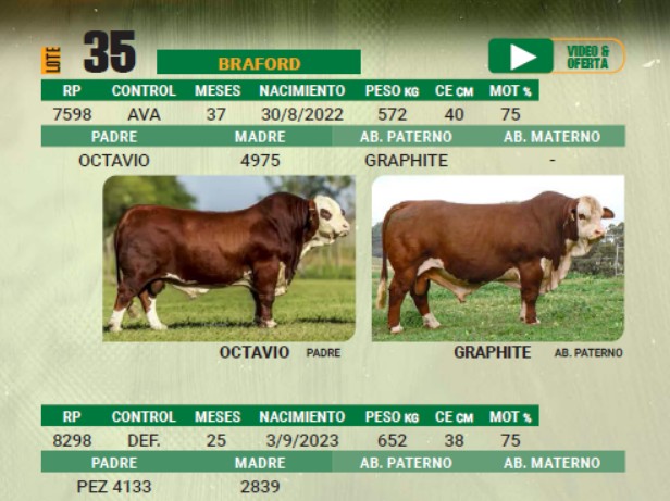 LOTE 35 - TORO BRAFORD