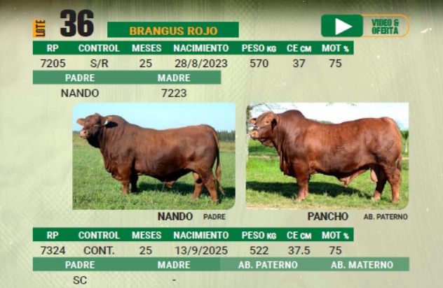 LOTE 36 - TORO BRANGUS COLORADO