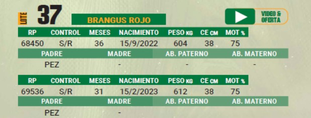 LOTE 37 - TORO BRANGUS COLORADO