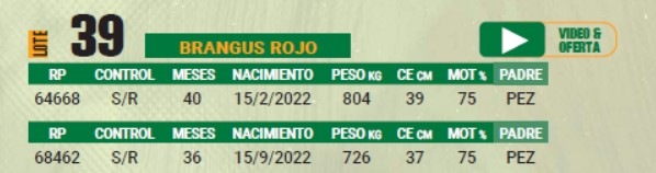 LOTE 39 - TORO BRANGUS COLORADO