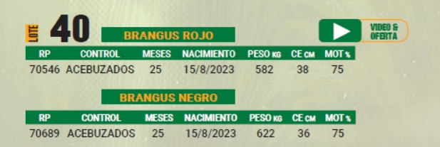 LOTE 40 - TORO BRANGUS ACEBUZADOS