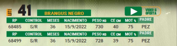 LOTE 41 - TORO BRANGUS NEGRO