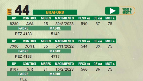 LOTE 44 - TORO BRAFORD