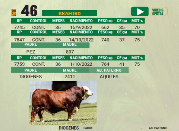 LOTE 46 - TORO BRAFORD