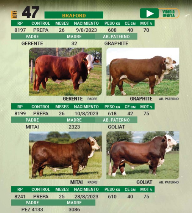 LOTE 47 - TORO BRAFORD