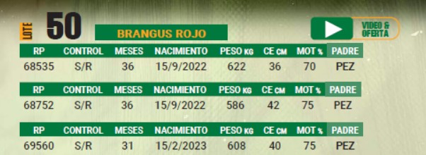 LOTE 50 - TORO BRANGUS COLORADO