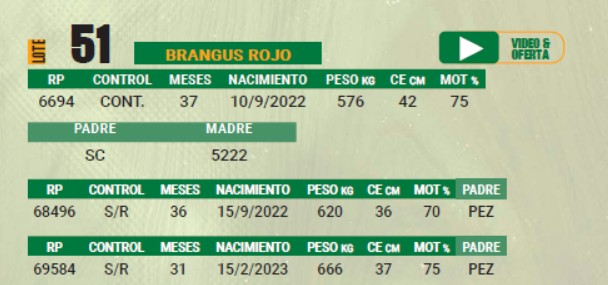 LOTE 51 - TORO BRANGUS COLORADO