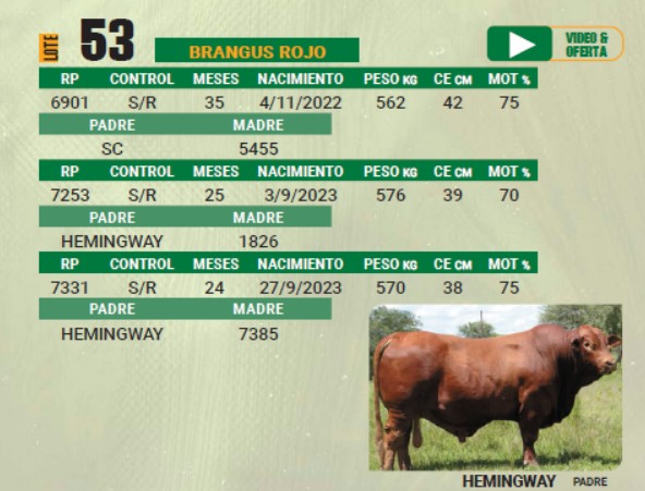 LOTE 53 - TOROS BRANGUS COLORADOS